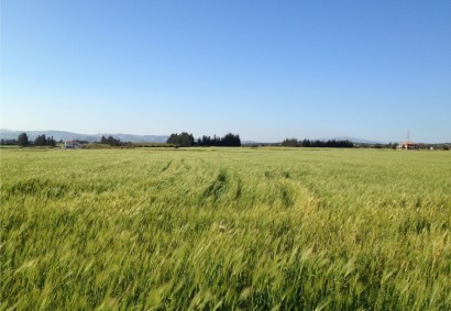 Kouklia, Пафос Сельскохозяйственная земля На продажу | 7455